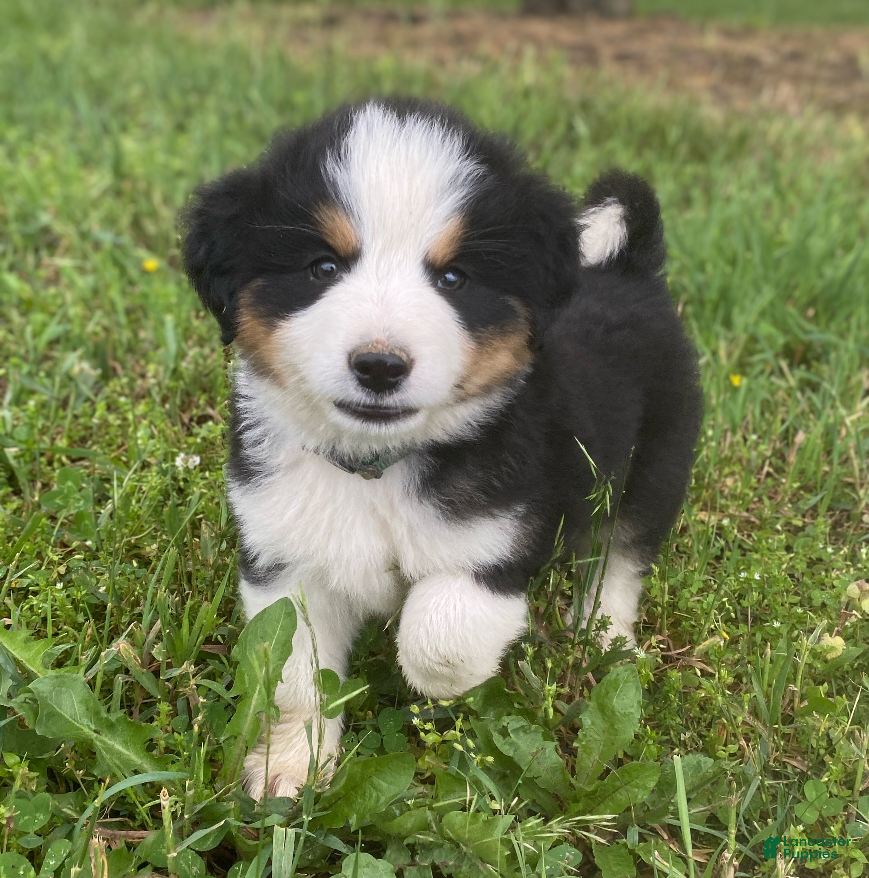 Mixed Breed dogs for sale: ♥️SWEET MOLLIE MAE♥️ - Ad 10