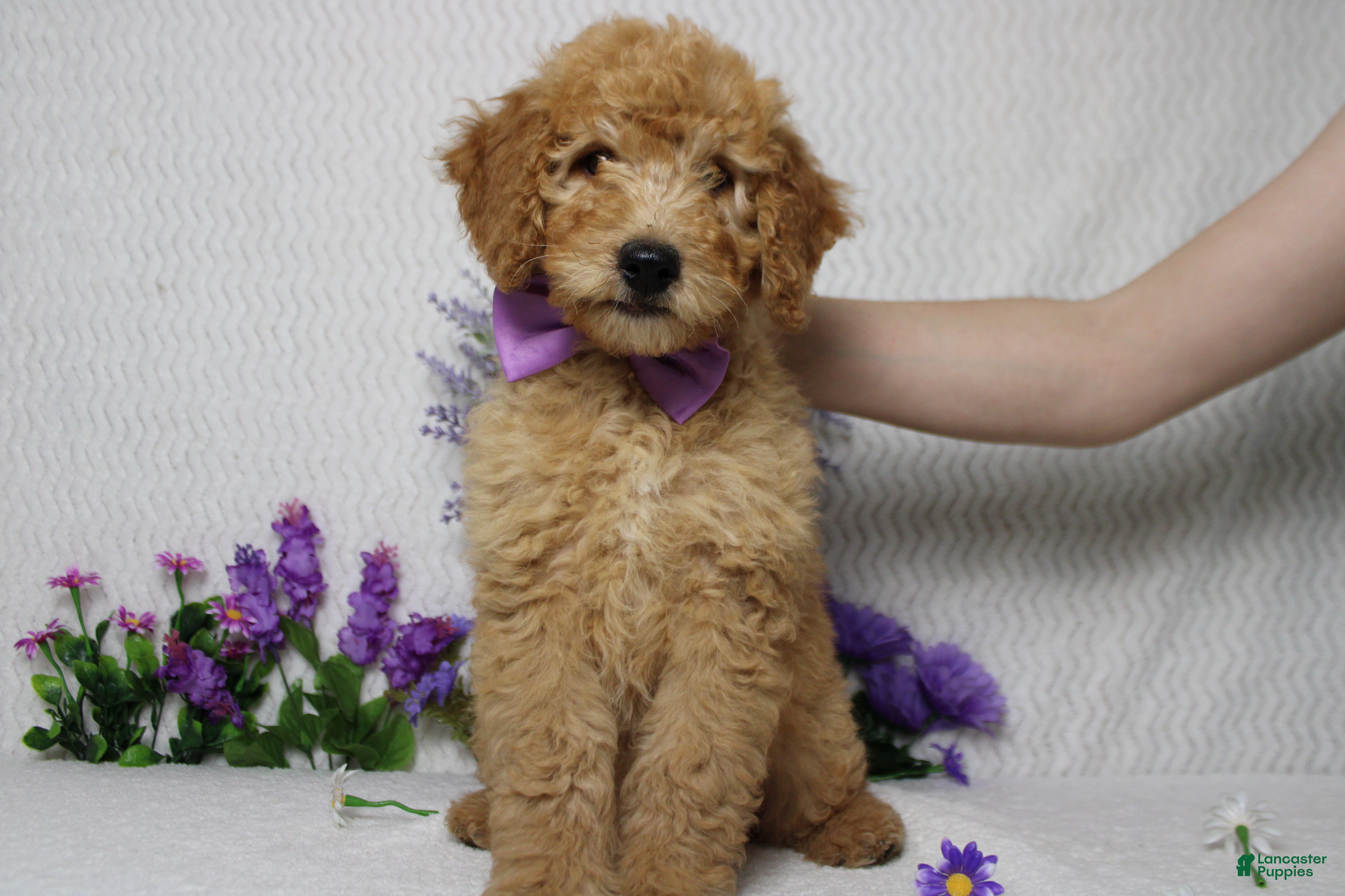 Goldendoodle dogs Crush  - Ad 14