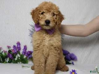 Goldendoodle dogs Crush - Ad 14