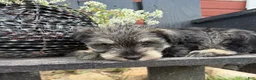 Miniature Schnauzer dogs for sale: Ellie - Ad 4
