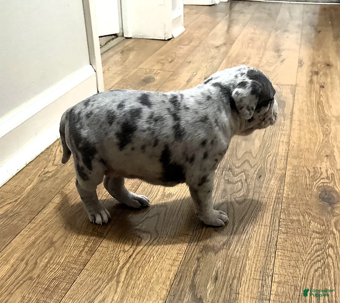 American Bully dogs for sale: "LIL KIM" - Ad 8