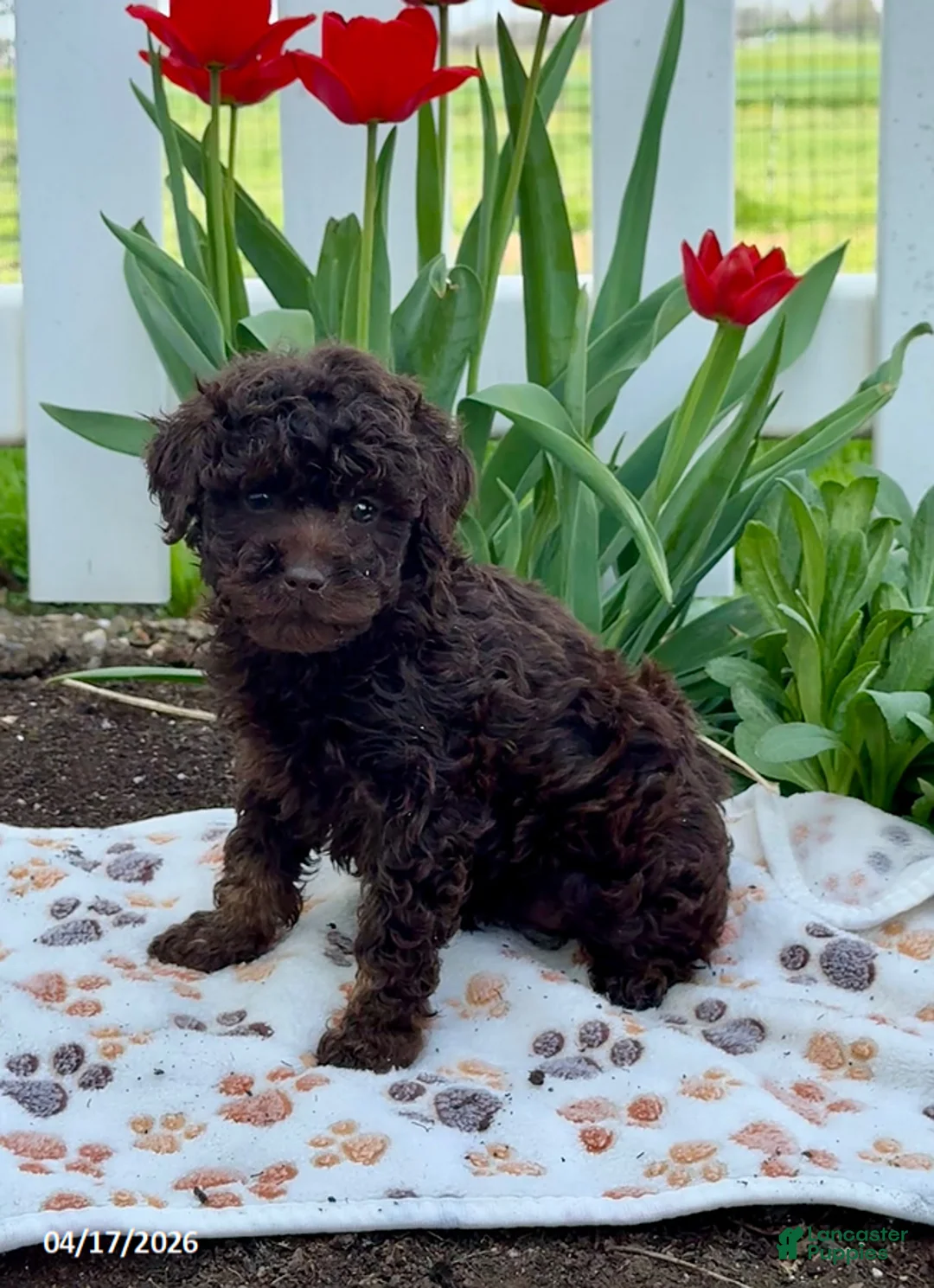 Miniature Poodle dogs for sale: Blossom - Ad 1