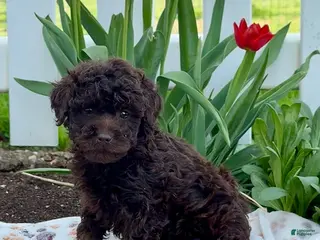 Miniature Poodle dogs for sale: Blossom - Ad 1