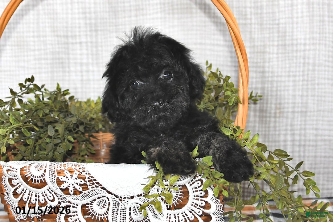 Havapoo dogs for sale: Skye - Ad 4