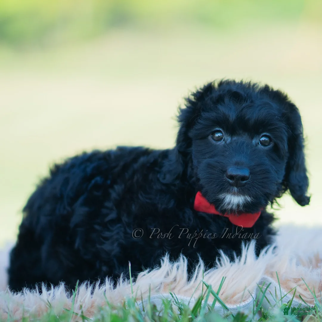 Mini Goldendoodle dogs for sale: Colten - Ad 4