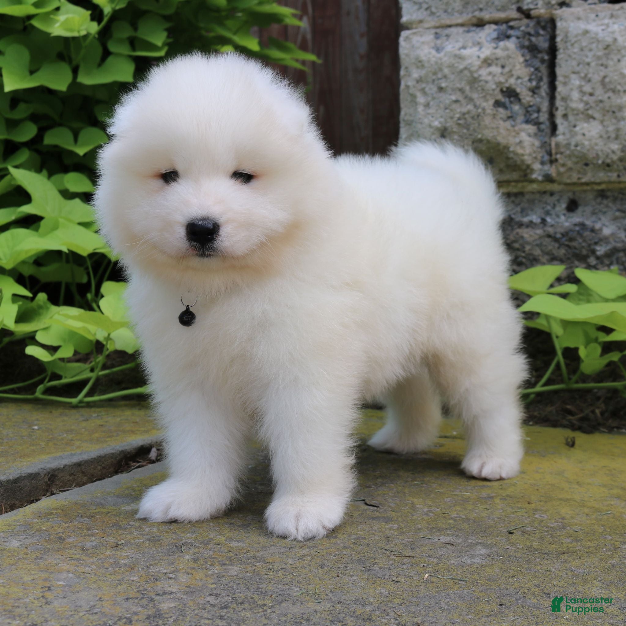Samoyed dogs Asher - Ad 2
