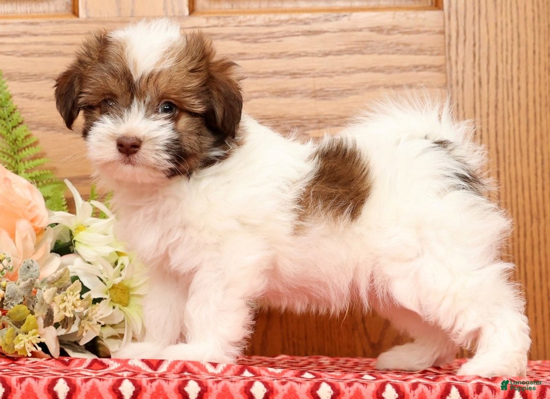 Havanese dogs for sale: Rex - Ad 2