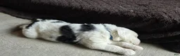Sheepadoodle dogs for sale: Charlie  - Ad 3