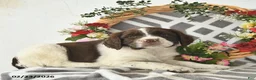 English Springer Spaniel dogs for sale: Dublin  - Ad 3