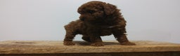 Miniature Poodle dogs for sale: Miniature Poodle Puppy 4 - Ad 4