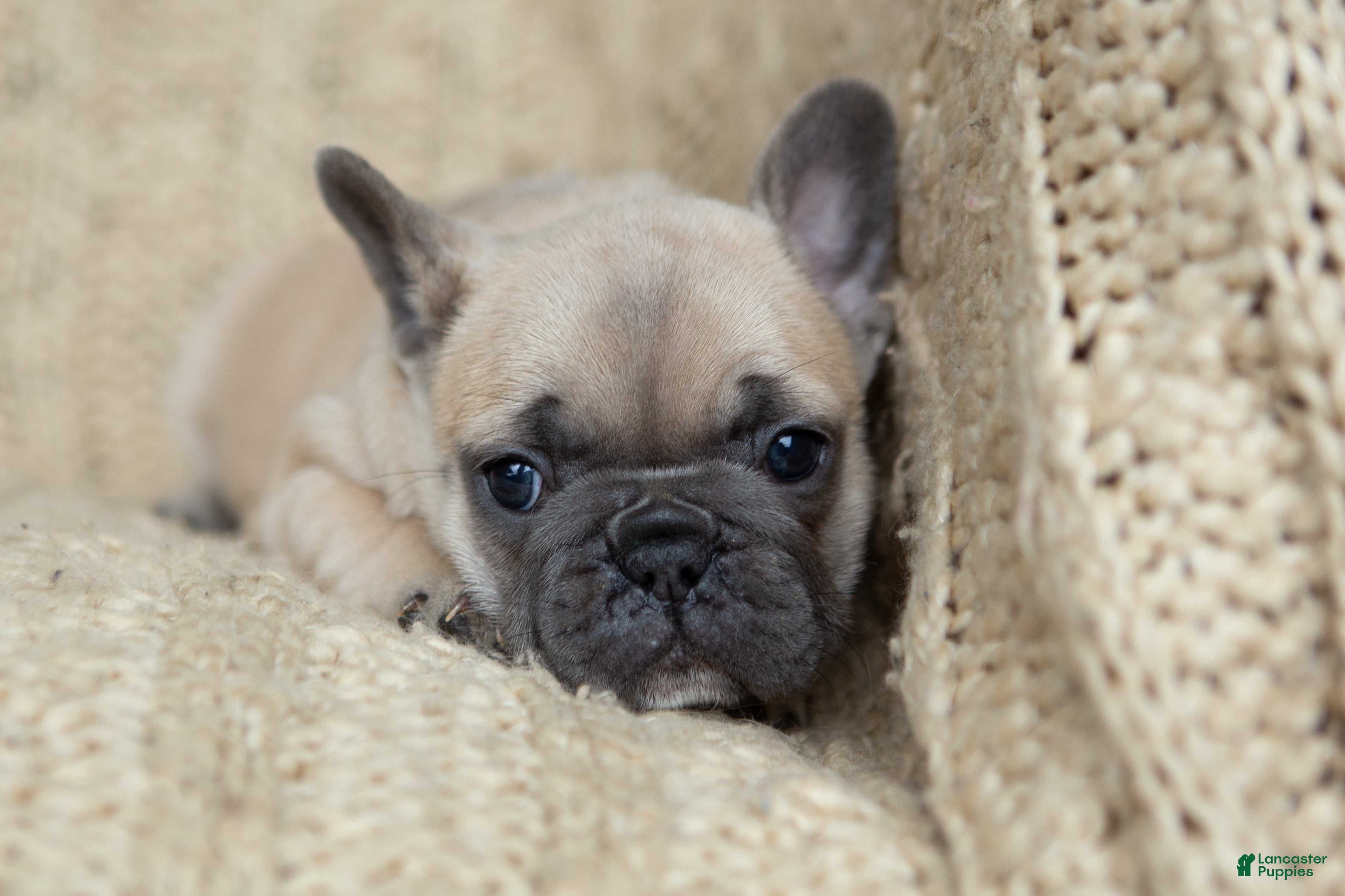 French Bulldog dogs Penny AKC - Ad 1