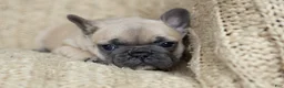 French Bulldog dogs for sale: Penny AKC - Ad 1