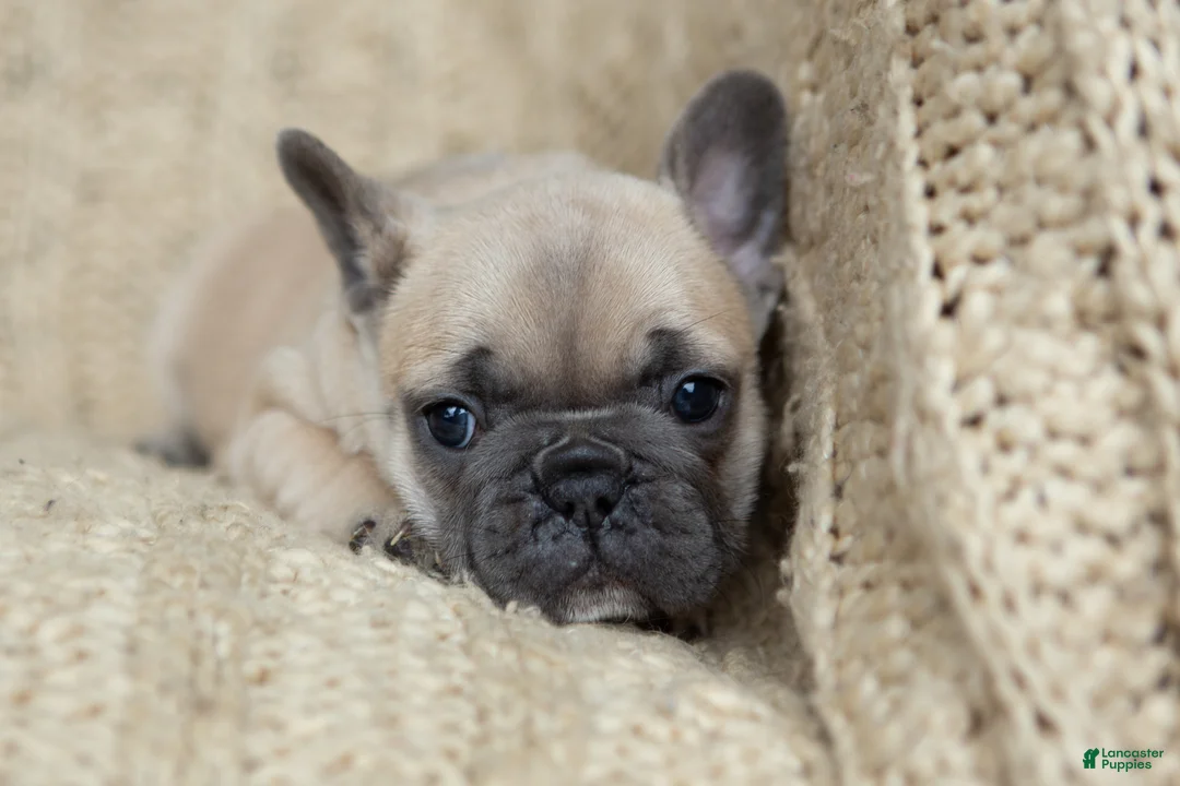 French Bulldog dogs for sale: Penny AKC - Ad 1