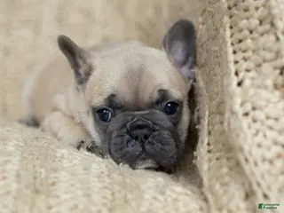 French Bulldog dogs for sale: Penny AKC - Ad 1