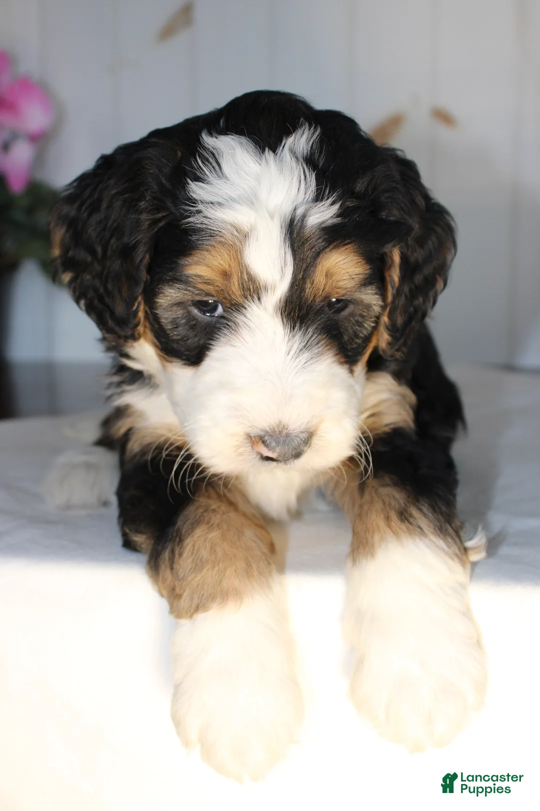 Bernedoodle dogs for sale: Valentine - Ad 7