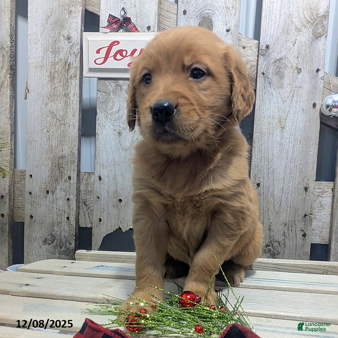 Golden Retriever dogs for sale: Joy - Ad 2