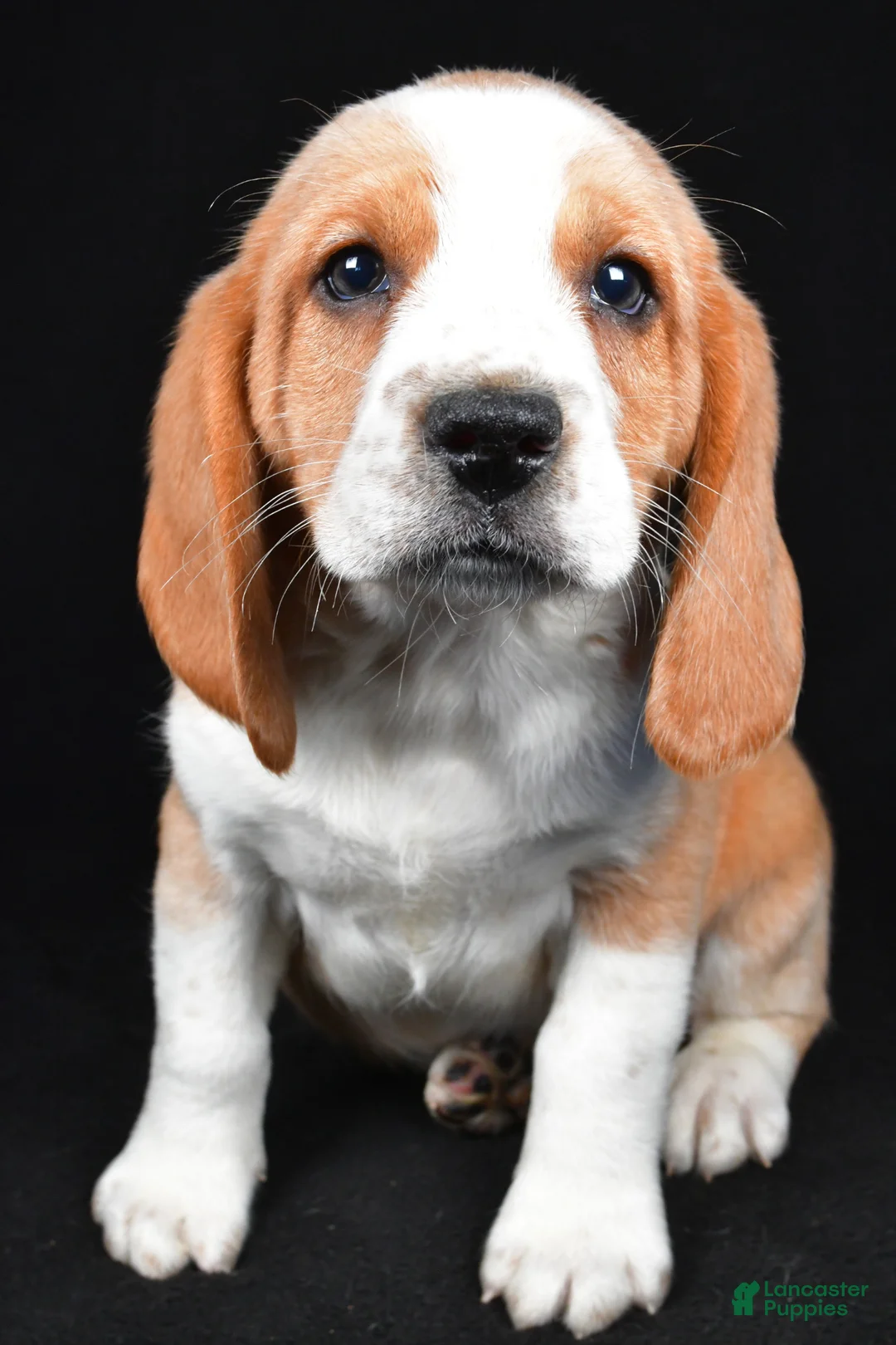 Beagle dogs for sale: Cody - Ad 8
