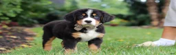 Bernese Mountain Dog dogs for sale: Theo - Ad 4