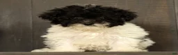 Havapoo dogs for sale: Twinkle - Ad 9