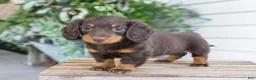 Miniature Dachshund dogs for sale: Maisie - Ad 3