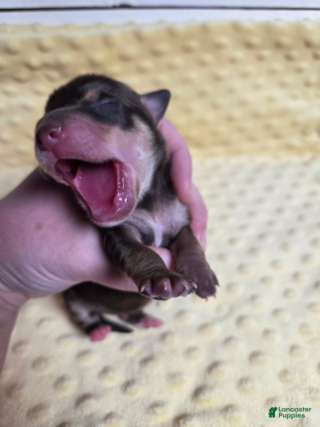 Mixed Breed dogs for sale: Rudolph - Ad 2