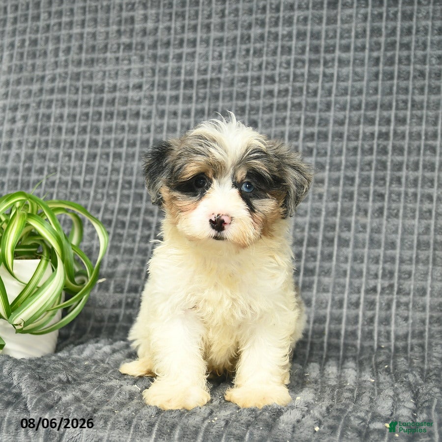 Maltipoo dogs Bluebell  - Ad 2
