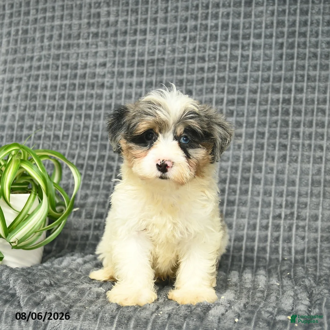 Maltipoo dogs for sale: Bluebell  - Ad 2