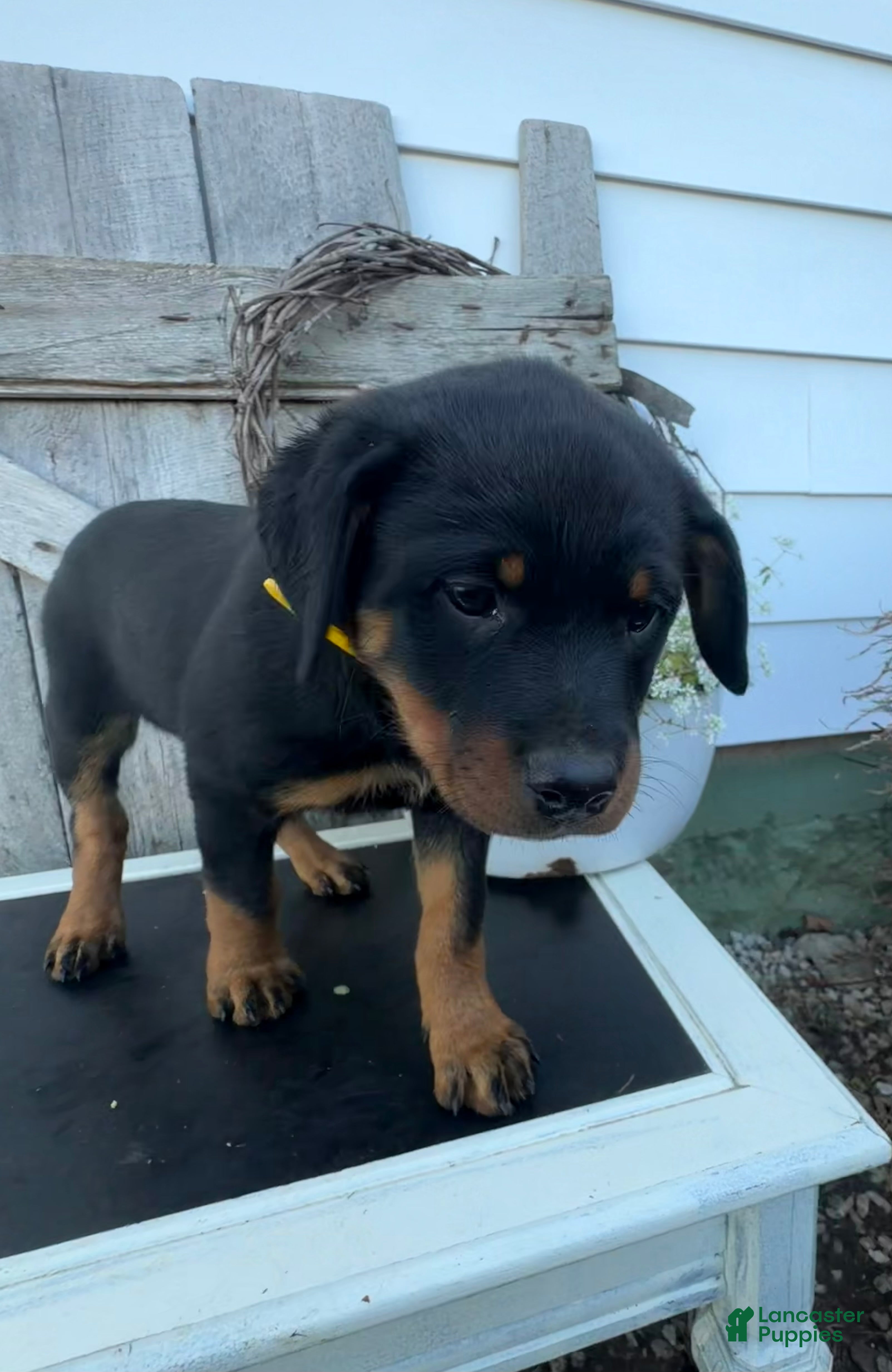 Rottweiler dogs for sale: Bella - Ad 2