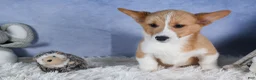 Welsh Corgi Pembroke dogs for sale: Monty - Ad 10