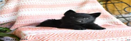 German Shepherd dogs for sale: Tanner - Ad 2