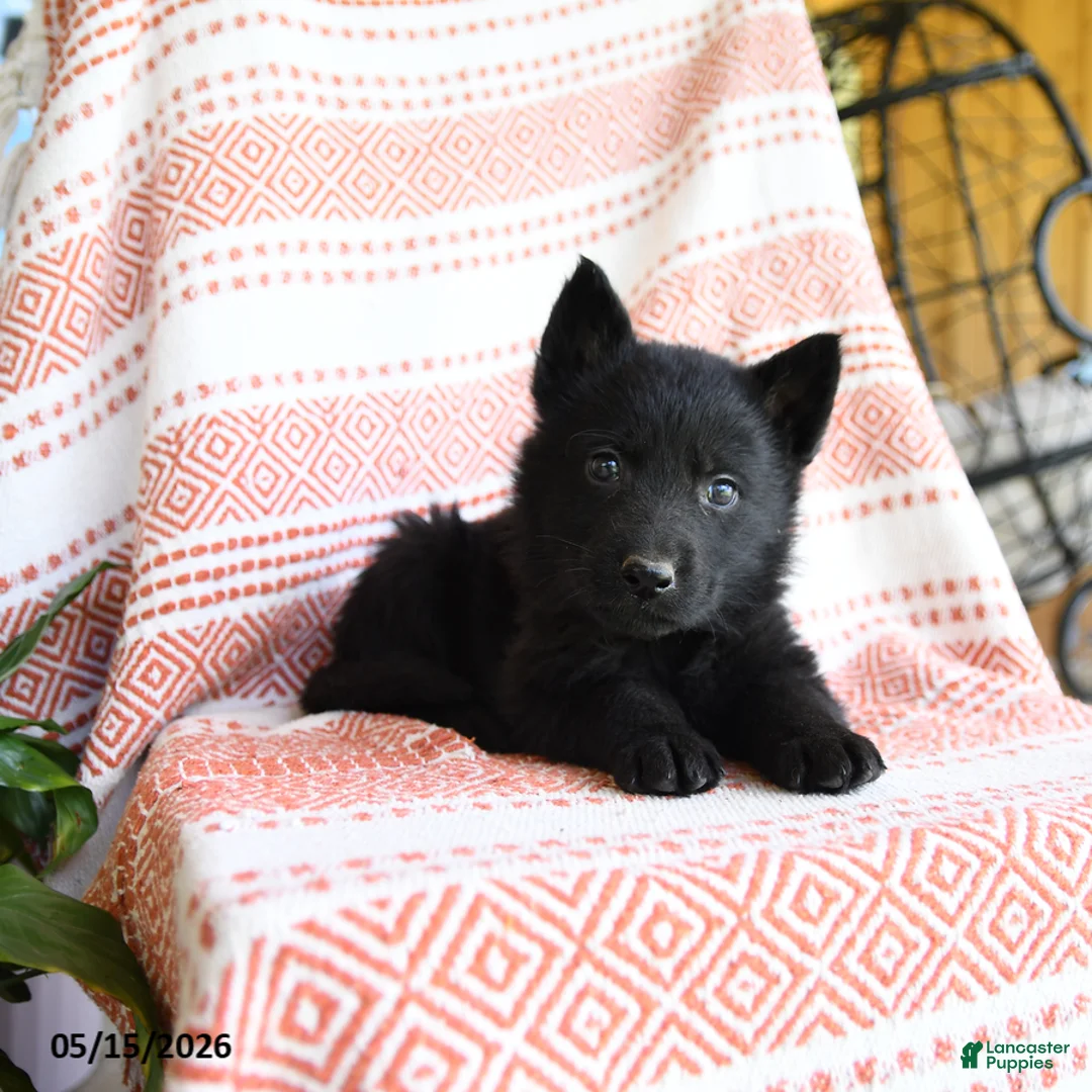 German Shepherd dogs for sale: Tanner - Ad 2
