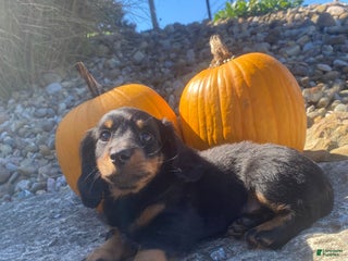 Miniature Dachshund dogs - Ad 32