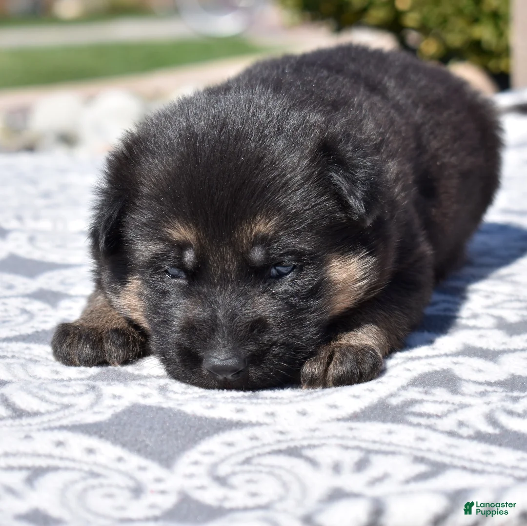 German Shepherd dogs for sale: Athena  - Ad 2