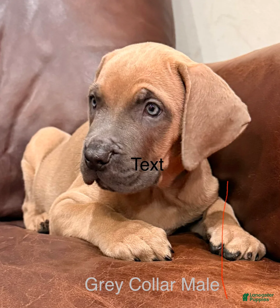 Cane Corso dogs for sale: Grey Collar Cane Corso Puppy - Ad 2