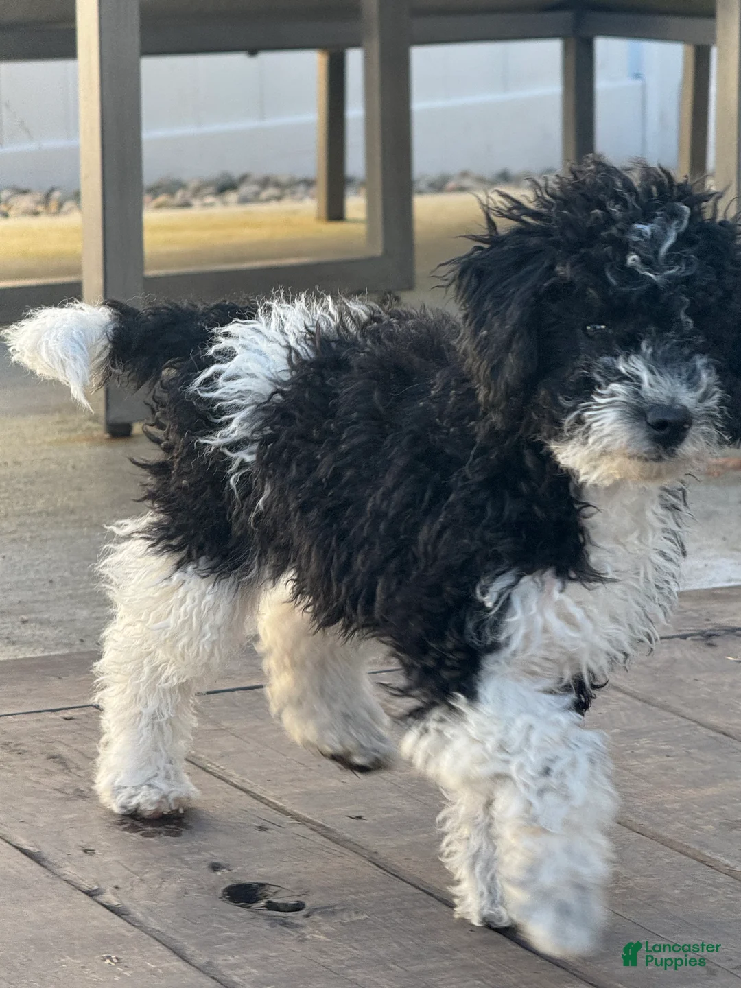Miniature Poodle dogs for sale: Rowdy - Ad 4