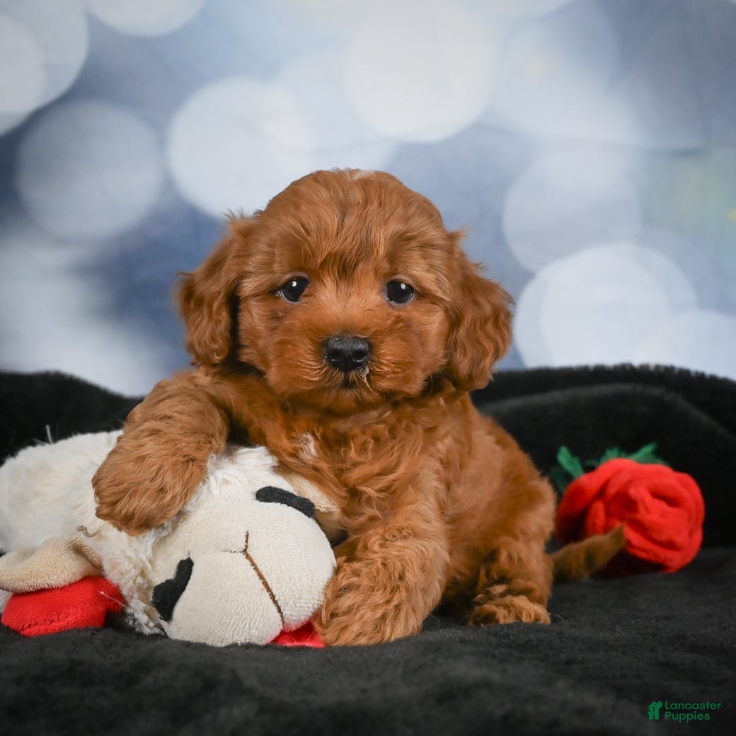 Cavapoo dogs Arlo - Ad 1