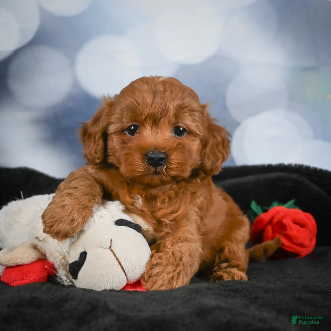 Cavapoo dogs for sale: Arlo - Ad 1