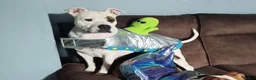 American Staffordshire Terrier dogs for sale: American Staffordshire Terrier 5 - Ad 3