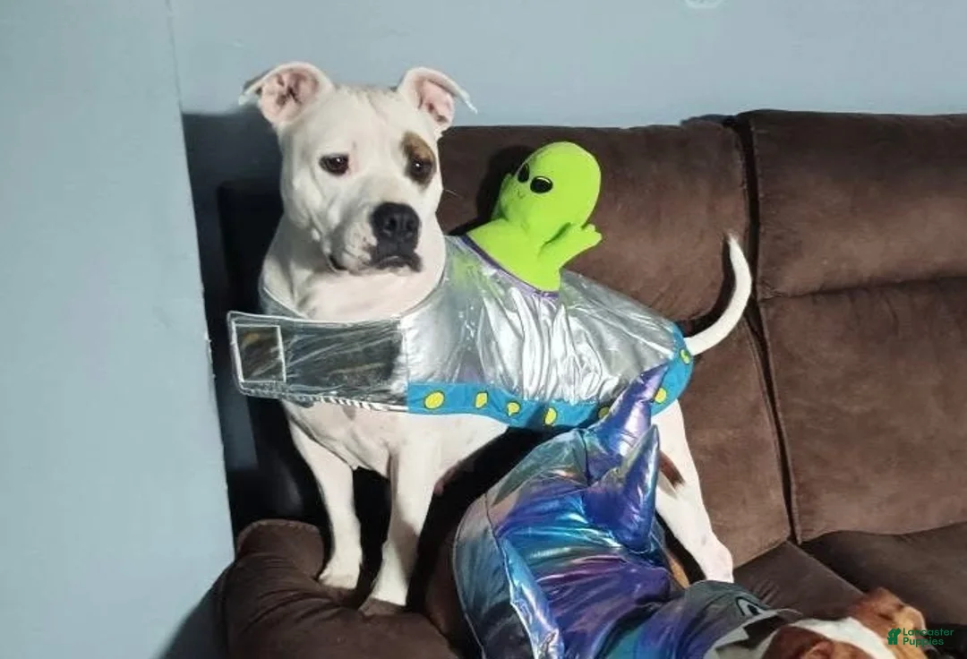 American Staffordshire Terrier dogs for sale: American Staffordshire Terrier 1 - Ad 2
