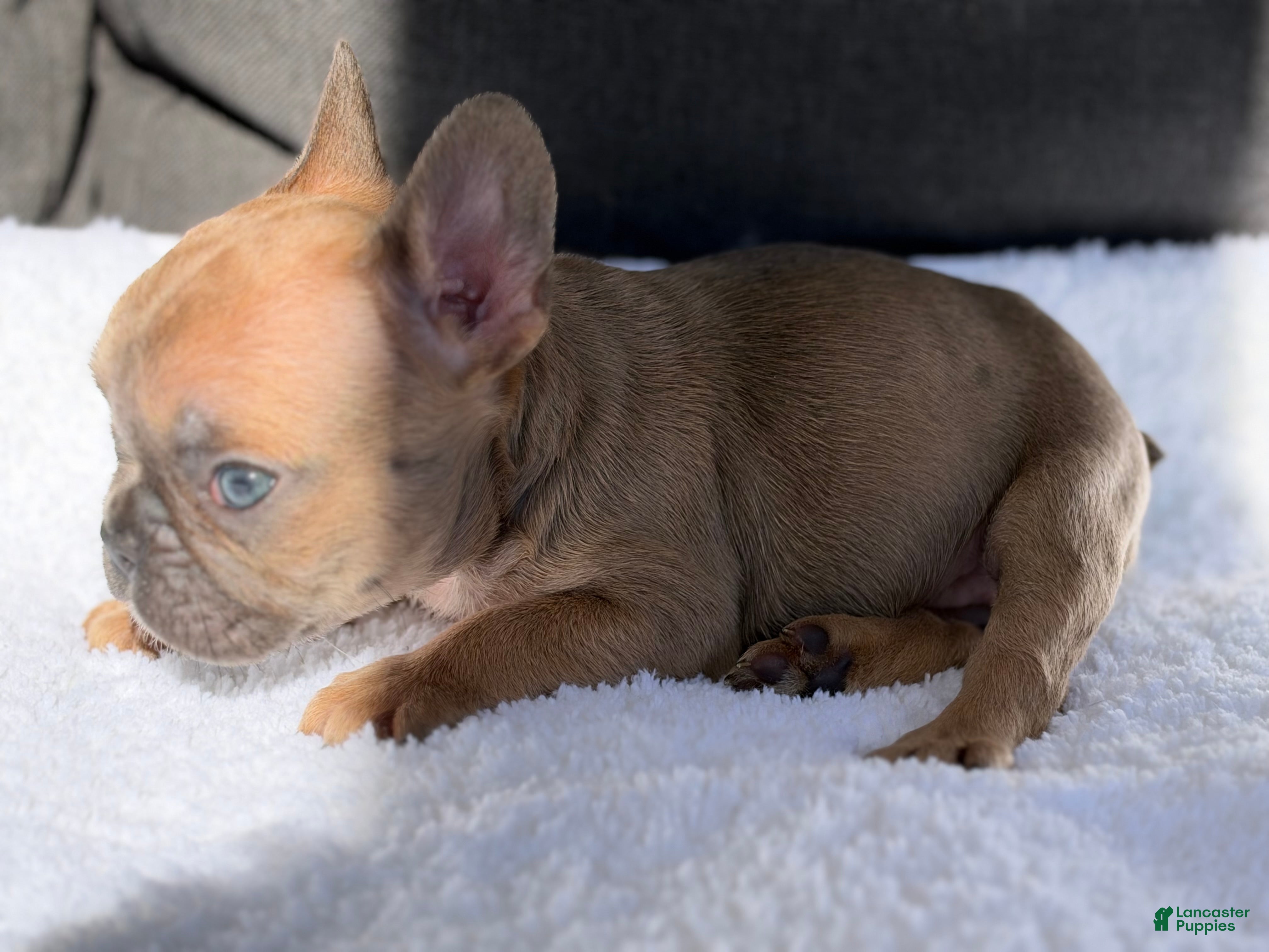 French Bulldog dogs French Bulldog 3 - Ad 2