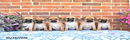 Puggle dogs for sale: Ramona - Ad 5