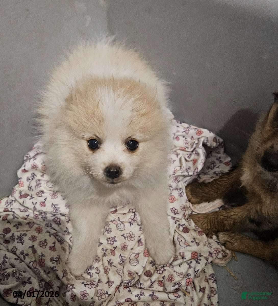 Pomeranian dogs Cassie   - Ad 1