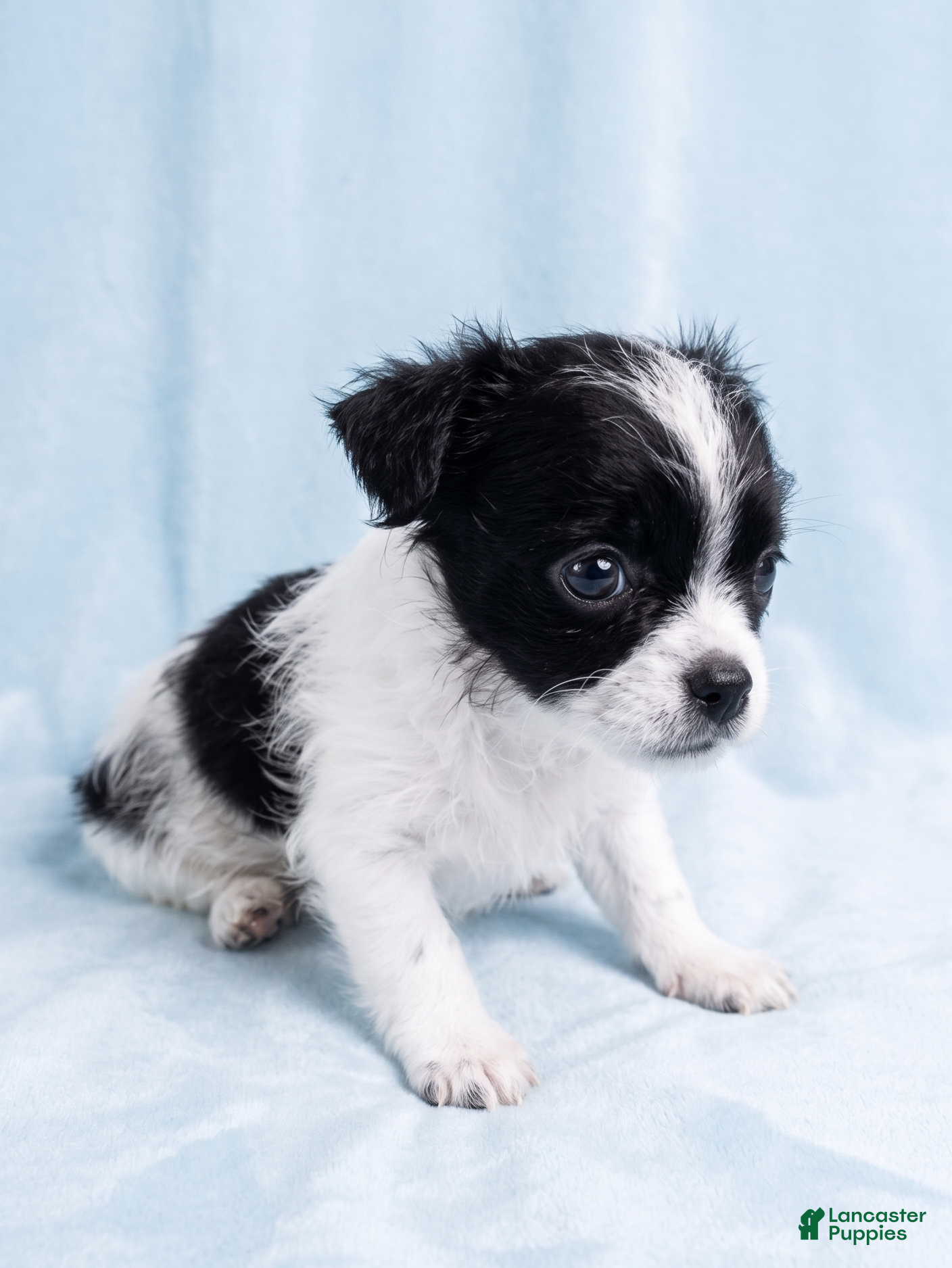 Mixed Breed dogs Leo - Ad 2