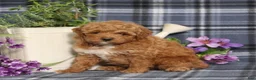 Miniature Poodle dogs for sale: Trina - Ad 2