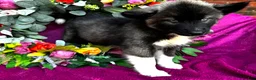 Siberian Husky dogs for sale: Koal - Ad 6