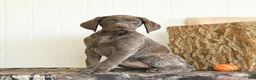 German Shorthaired Pointer dogs for sale: Daffodil - Ad 3