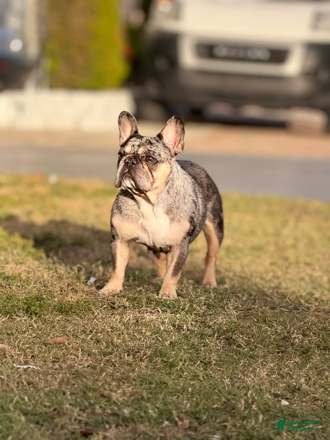 French Bulldog dogs for sale: Princess - Ad 9