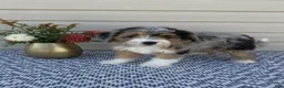 Mini Aussiedoodle dogs for sale: Mickey - Ad 4