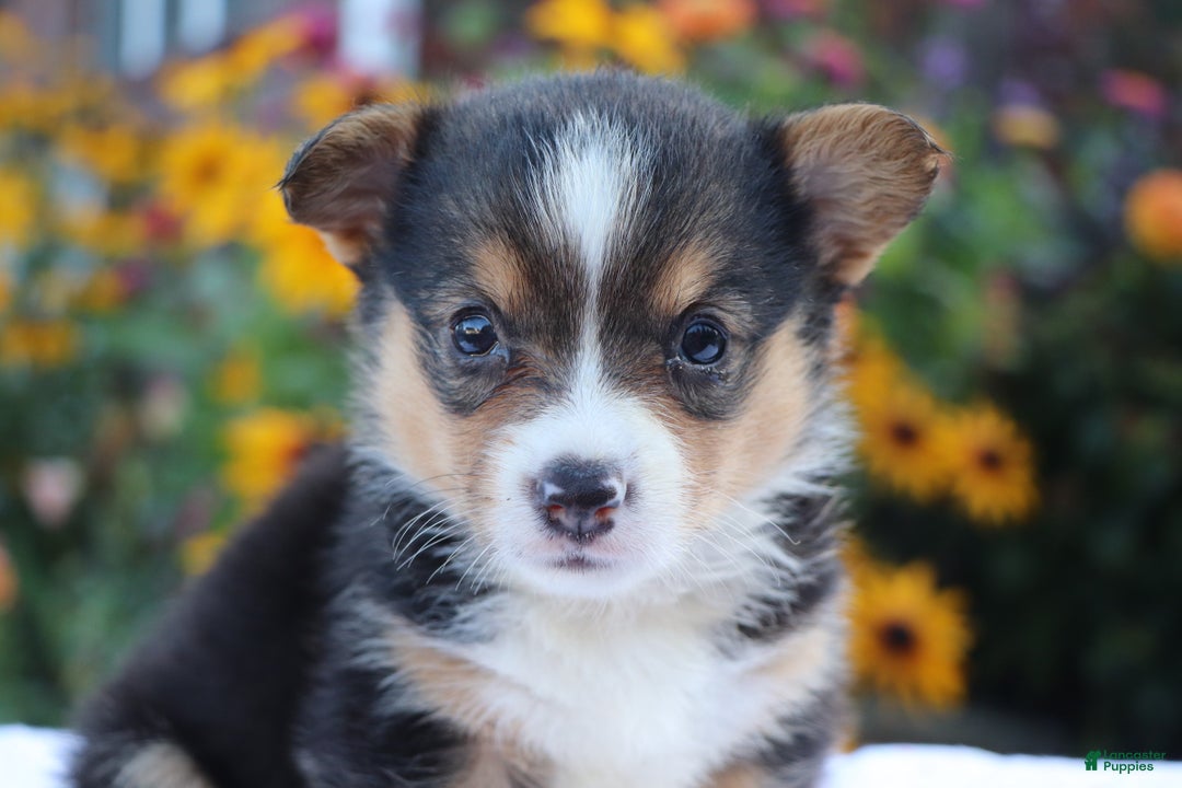 Gallery Image {{count}}