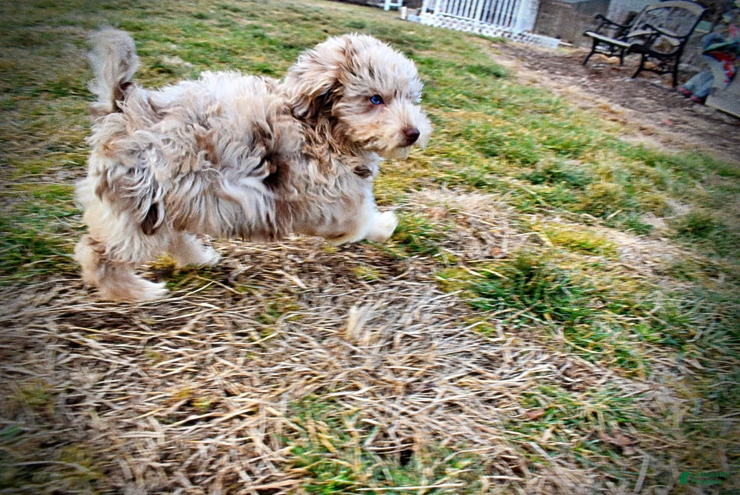 Havapoo dogs for sale: Webster - Ad 25